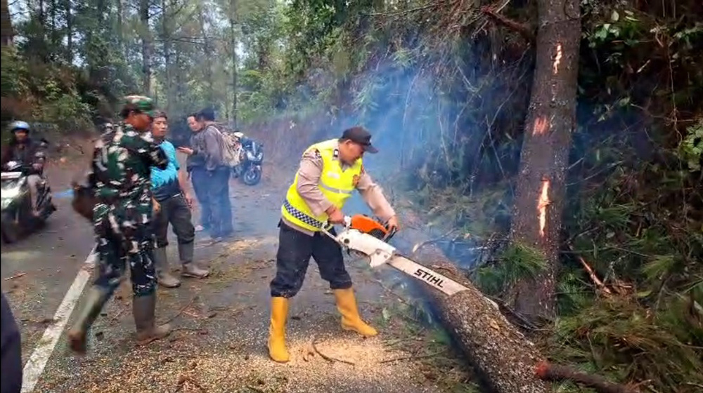 Pohon pinus tumbang di Paninggaran - Kajen